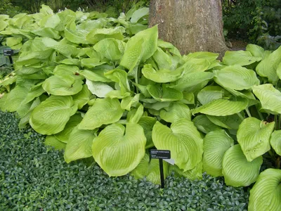 Hosta 'August Moon'