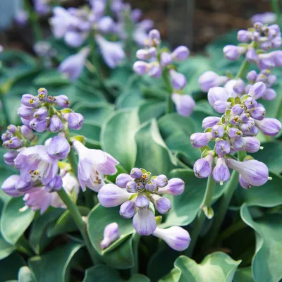 Hosta - Vulcan - Dahlia Barn