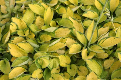 Hosta plantaginea 'Royal Standard' (Plantain Lily) – Jora Dahl