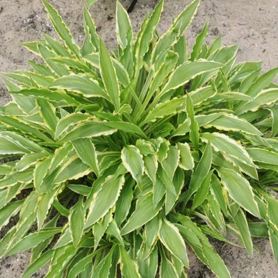 Hosta 'Stiletto' - buy Plantain Lily at Coolplants