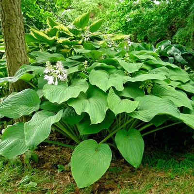 Hosta fortunei 'Albo Marginata' - Horsford Gardens and Nursery