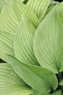 Hosta 'Abiqua Drinking Gourd' - Plantain Lily (3.5\" Pot) | Little Prince To  Go