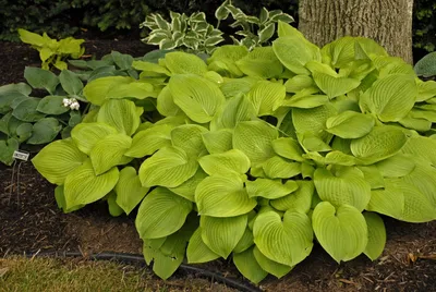 Hosta Sp 'silver Knight' - 2l | Perennials | Kings Plant Barn | NZ Garden  Centres, Shop Online, Cafes