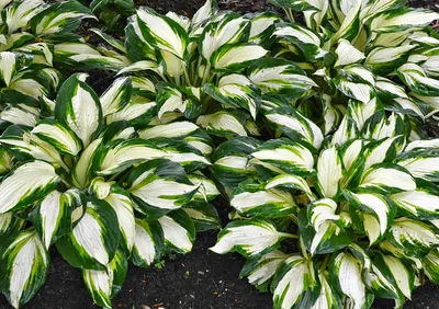 SunHosta™ Hosta - Variegated, Sun Hardy Hosta