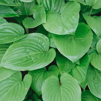 BRESSINGHAM BLUE HOSTA - Foothills Nurseries