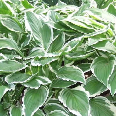 Hosta August Moon – LandscapeDirect