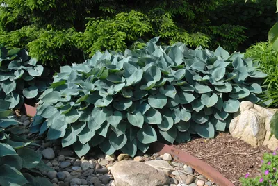 Hosta 'Halcyon' (Halcyon Hosta) | North Carolina Extension Gardener Plant  Toolbox