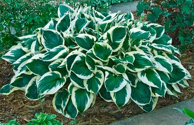 Minuteman Hosta- Shade Perennial Large Hosta Plant