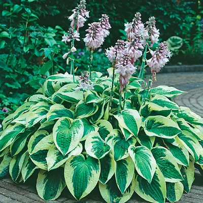 Wide Brim Hosta | Breck's