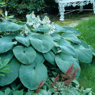 Hosta 'Karin' - buy Plantain Lily at Coolplants