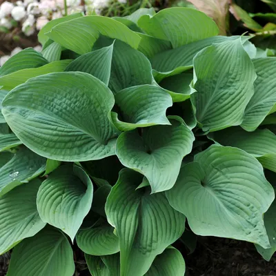 SunHosta™ Hosta - Variegated, Sun Hardy Hosta