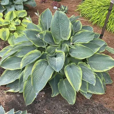 Hosta Large Leaf Bressingham Blue - 3 bare roots - Longfield Gardens