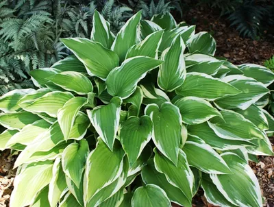 Pretty Silvery Blue Hosta Plants For Sale Online | Blue Angel – Easy To  Grow Bulbs