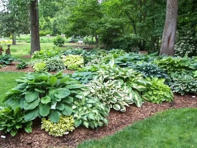 Hosta seiboldiana - Balkan Ecology Project