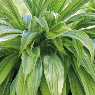 Hosta Tratt. | Plants of the World Online | Kew Science