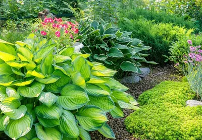 Hosta - Hyuga Urajiro Japanese Rock Hosta - Sugar Creek Gardens