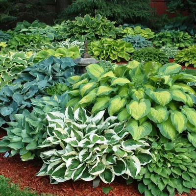 Hosta Bulbs - Mix | Flower Bulbs | Eden Brothers