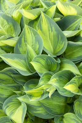 Krossa Regal Hosta | American Meadows