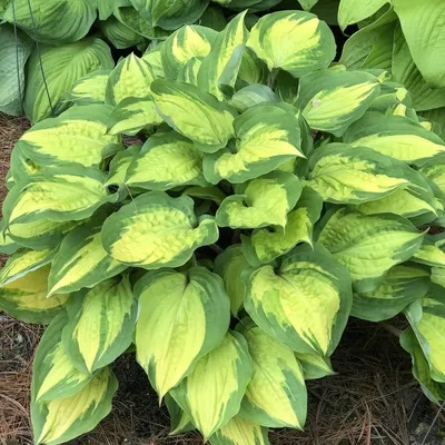 June Hosta, Hosta x 'June', Monrovia Plant