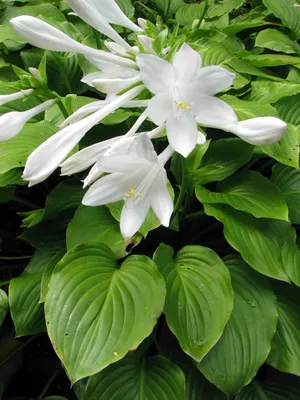 Hosta Island Breeze - Buy Hostas Perennials Online