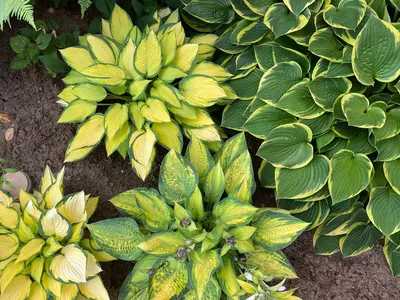 Hosta Cool as a Cucumber | Bluestone Perennials