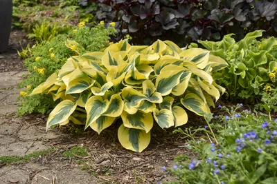 Hosta Plants: Types, Care, and Growing Tips for Stunning Gardens