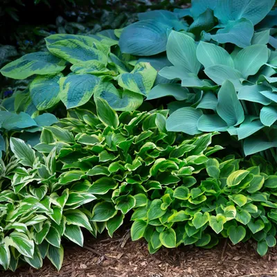 Shadowland® 'Autumn Frost' - Hosta hybrid | Proven Winners