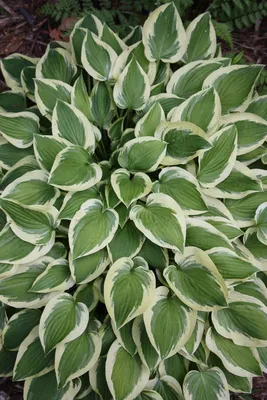 August Moon Hosta - Golden Green Heart Shaped Foliage - Quart Pot - Hirt's  Gardens