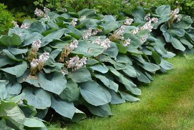 Learn about Hosta 'Pilgrim' | G. Rasmussen, A. Malloy 97 | Perennial  Encyclopedia