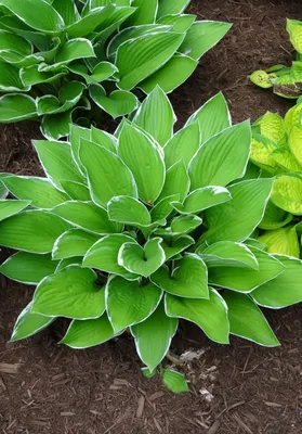 Hosta Royal Performance Collection - Choice of Variety — Pacific Royal