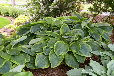 Hosta, Francee - Campbell's Nursery