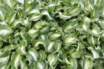 26 of the Best Hosta Varieties for Your Shade Garden