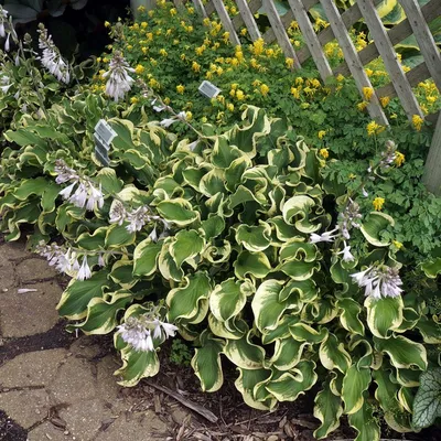 Hosta Maple Leaf, Plantain Lily, Maple Leaf, #1 - Behmerwald Nursery