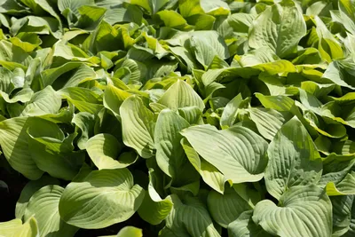 Hosta 'Undulata' (Wavy Plantain Lily)