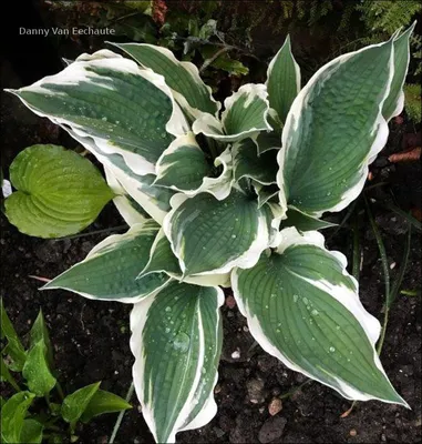 Hosta 'Wheee!' - Midwest Groundcovers, LLC