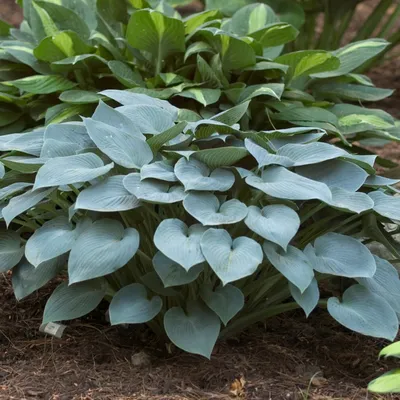 Halcyon Hosta | Plant Addicts