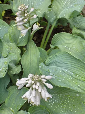 Hosta - Wikipedia