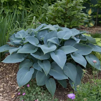 Hosta 'Halcyon' - buy Plantain Lily at Coolplants