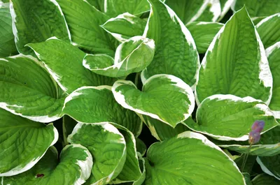 Hostas: UK Grown, Healthy Hosta Plants for Sale - Roots Plants