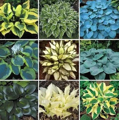 110PCS Seeds Hosta Plants 21 Colors Available Ornamental Big Bonsai  Plantain | eBay