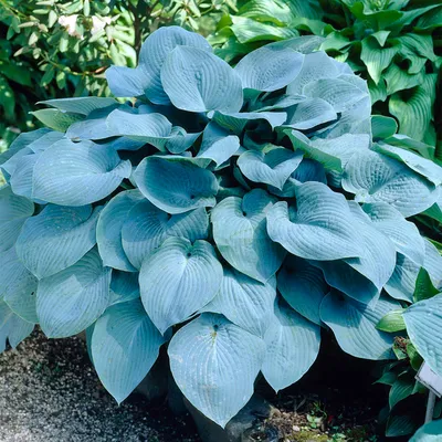 Hosta - Sieboldiana Elegans – Plantcetera