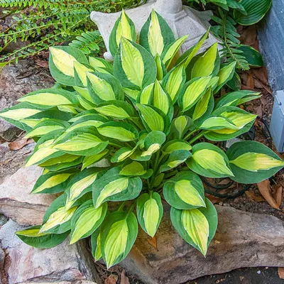 Striptease Hosta | Shade Perennials | Shop at Brecks