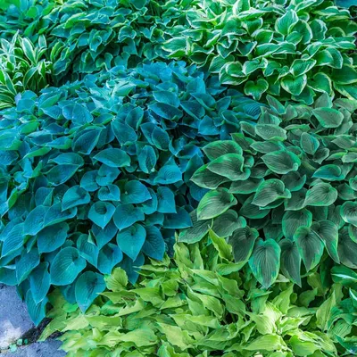 Verdant Medley Hosta Collection | Spring Hill Nurseries