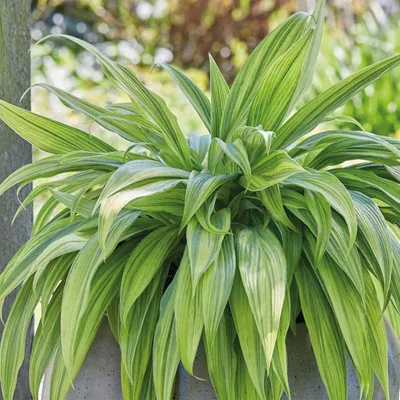 Hosta - Hyuga Urajiro Japanese Rock Hosta - Sugar Creek Gardens