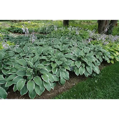 The Hosta Care Guide - Utah Style and Design