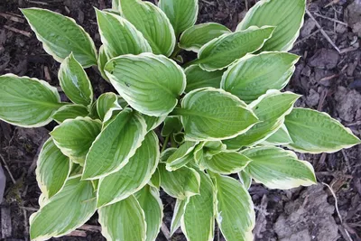 Winter Snow Hosta