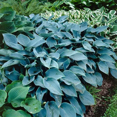 Hosta Plants | Planting, Care, and Pest Advice - New England