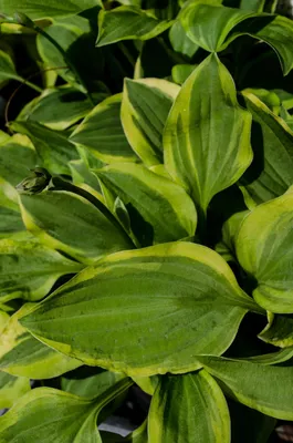 Halcyon Hosta, Plantain Lily | American Meadows