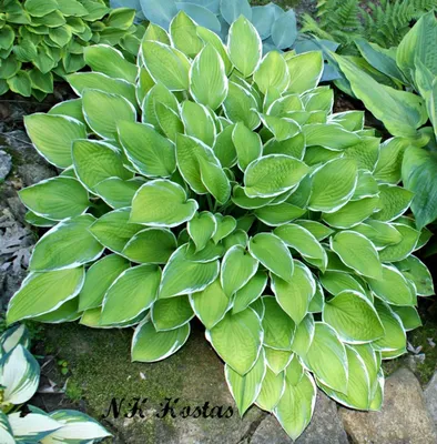 Hosta 'Golden Tiara' – Secret Garden Growers