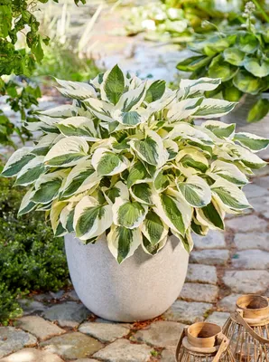 Moonlight Hosta - 4.5 Inch Container - New Hampshire Hostas